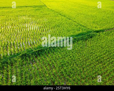Eine atemberaubende Drohnenaufnahme frisch gepflanzter grüner Paddy-Setzlinge, die unter der warmen Morgensonne leuchten. Die goldenen Sonnenstrahlen berühren sanft die taufenden Blätter. Stockfoto