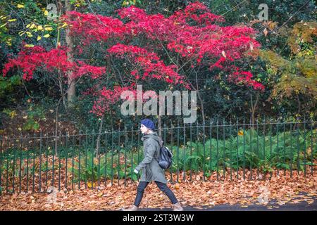 London, Großbritannien - 6. Oktober 2024 - Eine weibliche Touristenin spaziert im Greenwich Park mit rotem Ahorn im Herbst Stockfoto
