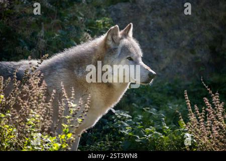 Nordwestwolf (Canis Lupus occidentalis) Porträt, auch bekannt als Mackenzie Valley Wolf, Alaska oder kanadischer Holzwolf, Hund in der Familie Cani Stockfoto