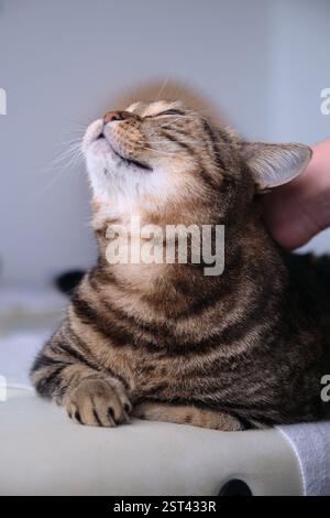 Die Katze ist ruhig gestreift auf dem Bett, das sie streichelt Stockfoto
