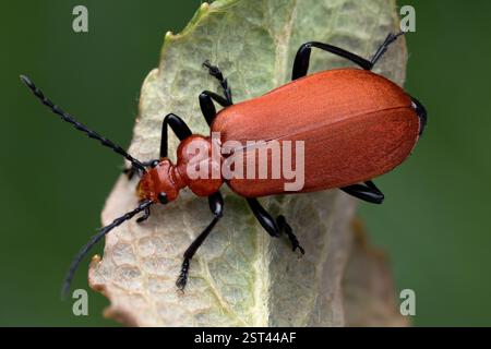Rotköpfiger Kardinalkäfer (Pyrochroa serraticornis) in Ruhe auf Blatt. Tipperary, Irland Stockfoto