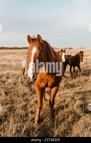Ein Sauerampfer führt eine kleine Herde über eine sonnenbeschienene Prärie von Kansas. Stockfoto