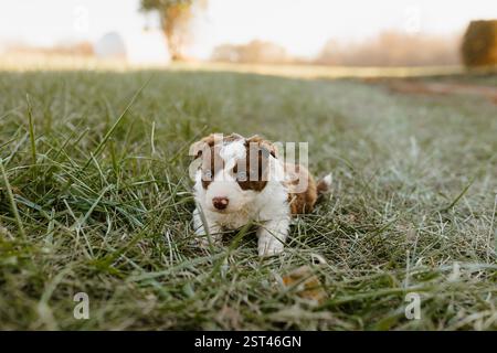 Border Collie Hündchen mit blauen Augen, die draußen im grünen Gras liegen. Stockfoto