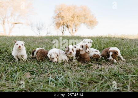 Wurf von Border Collie Welpen, die draußen im grünen Gras sitzen Stockfoto