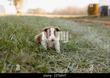 Rot-weißer Border Collie Hündchen mit blauen Augen, die im Gras hocken Stockfoto