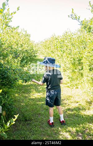 Ein Kind pflückt Blaubeeren auf einem sonnendurchfluteten Bauernhof mit blauem Hut Stockfoto