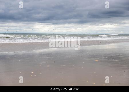 Eine einsame Möwe steht an einem stürmischen Tag am Ocracoke Beach Stockfoto