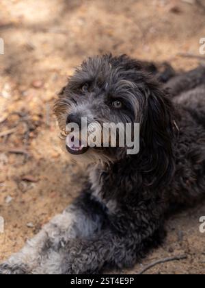 Glücklicher schwarzer und weißer Hund, der auf dem Boden liegt und aufblickt Stockfoto