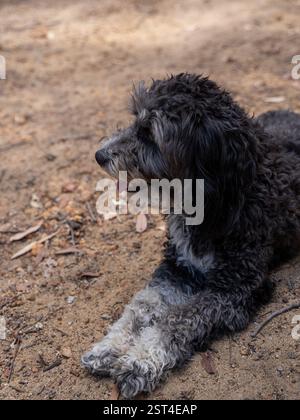 Schwarzer und weißer Hund mit lockigen Haaren, der auf dem Boden ruht Stockfoto