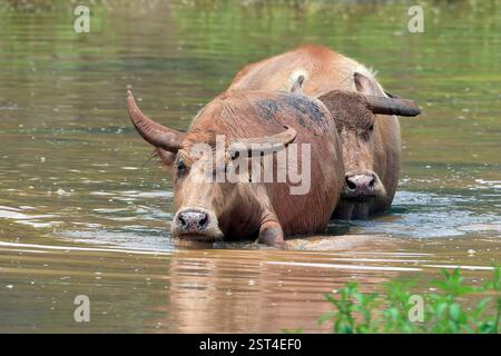 Wasserbüffel schwimmen im Fluss Stockfoto