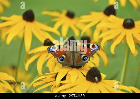 Pfauenfalter (Aglais io) in einem Garten auf einer Blume von Rudbeckia fulgida (Rudbeckia fulgida), Bayern, Deutschland, Europa Stockfoto