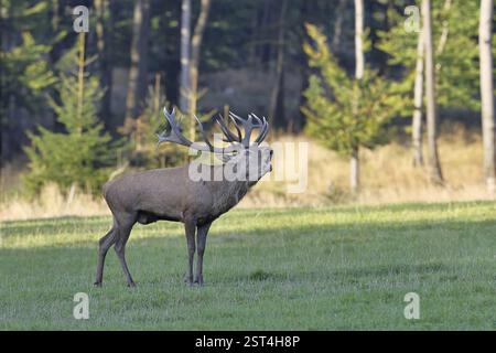 Rotwild (Cervus elaphus) während der Bruntzeit, ein großer Hirsch, der auf einer Waldlichtung brüllt, Wildtiere, Sauerland, Nordrhein-Westfalen, Deutschland, Stockfoto