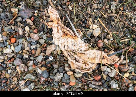 Ein Stück alten Stoffes, das auf dem Meer entsorgt wird, liegt am Kiesstrand zwischen Steinen, Algen und Muscheln, was die Abfälle der Textilindustrie veranschaulicht, die den Ozean verschmutzen Stockfoto