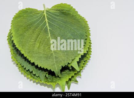 Nahaufnahme von mehrschichtigen grünen Sesamblättern vor weißem Hintergrund Stockfoto