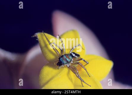 Andaman Spinne mit gelben Blumen Stockfoto