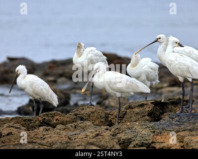 Eine Gruppe von ausgewachsenen Löffeln, Platalea leucorodia in El Cotillo, Fuerteventura, Kanarischen Inseln, aufgenommen im Dezember 2024. Stockfoto