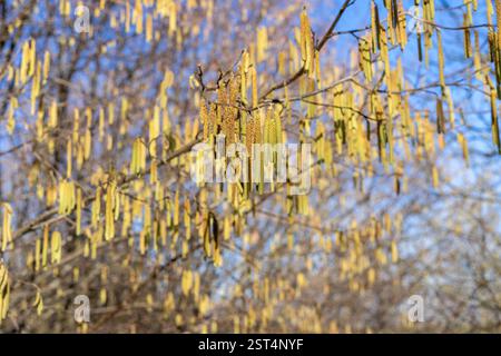 Haselnussstrauchblume im Frühjahr Stockfoto
