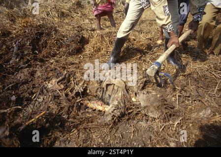 Rettungsmann begraben Leiche, Zyklon in Orissa, Indien November 1999 Stockfoto