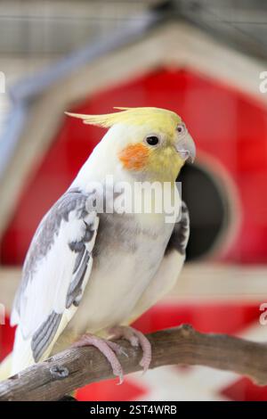 Nymphicus hollandicus oder Kakatiel, der auf einem Ast in einem Käfig sitzt. Stockfoto