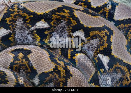Close-up-pohoto-Hautmuster von phyton, selektiver Fokus. Stockfoto