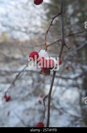 Rote reife Weißdornbeeren auf dem schneebedeckten Busch. Nahaufnahme natürliche gesunde Früchte. Wintersaison im Wald Stockfoto