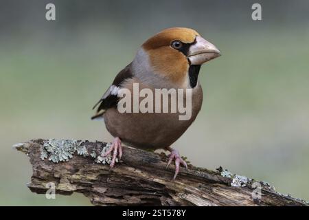 Männlicher Falkenfink (Coccothraustes coccothraustes), der auf einem mit Flechten bedeckten, verfaulten Baumstamm sitzt, geschützter Wald, Schwarzwald, Deutschland, Europa Stockfoto