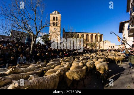 Herde von Schafen, Beneïdes de Sant Antoni, Muro, Mallorca, Balearen, Spanien Stockfoto