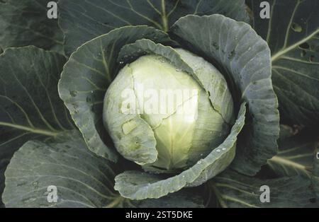 Grünkohl wächst auf Feldern von Koti bei Simla, Himachal Pradesh, Indien, Asien Stockfoto