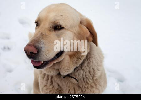 Labrador Hund in einer verschneiten ländlichen Stadt, in die Ferne. Stockfoto