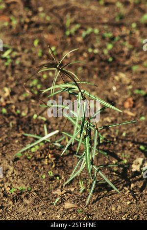 Indische Sarsaparilla (Hemidesmus indicus), indien Stockfoto