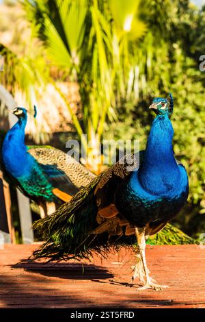 Zwei indische Pfauen (Pavo cristatus) bei Sonnenuntergang in den Gärten von bin El Ouidane, Marokko Stockfoto