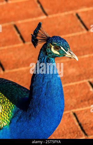 Nahaufnahme eines indischen Pfauens (Pavo cristatus) in Gärten in bin El Ouidane, Marokko Stockfoto