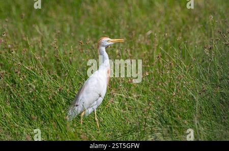Kuhreiher (Bubulcus Ibis) Stockfoto