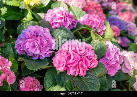 Wunderschöne Hortensien blühen im Frühsommer. Stockfoto