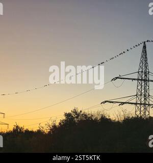 Eine künstlerische Silhouette verschiedener Vögel, die während eines wunderschönen Sonnenuntergangs in Hannover Langenhagen auf Stromleitungen ruhen Stockfoto