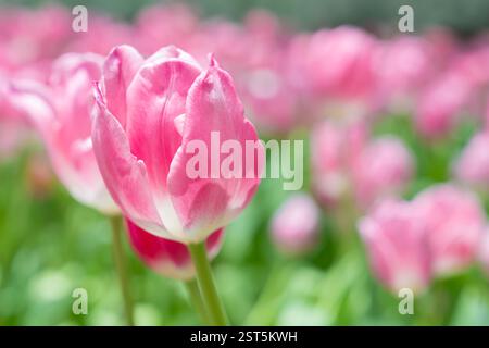 Pinkfarbene Tulpen blühen im Garten mit Sonnenlicht, selektiver Fokus. Stockfoto
