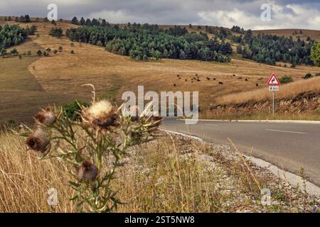 Landstraße in den Hügeln, Seitenansicht mit verschwommener Distelblume vorne und Kühe hinten Stockfoto