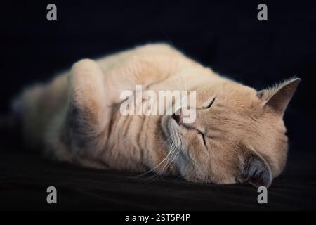 Entspannte Katze, die mit gezogenen Pfoten schläft Stockfoto