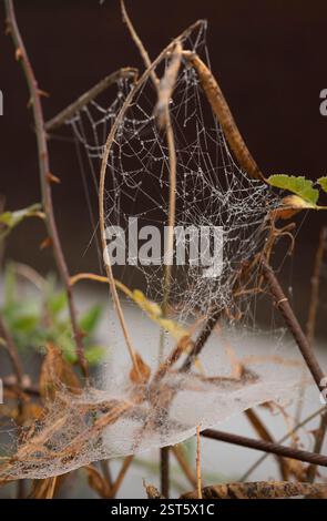 Ein zartes Spinnennetz mit Tautropfen erstreckt sich über getrocknete Äste und fängt die komplizierte Schönheit der Natur im Morgenlicht ein. Die feinen s Stockfoto