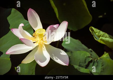 Eine Nahaufnahme einer rosa und weißen Lotusblume (Nelumbo nucifera) in voller Blüte, in warmes Sonnenlicht getaucht und umgeben von üppig grünen Blättern. Dieses Bild Stockfoto