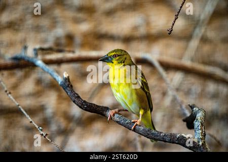 Weibliche Dorfweberin - Ploceus cucullatus Stockfoto