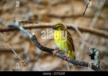 Weibliche Dorfweberin - Ploceus cucullatus Stockfoto