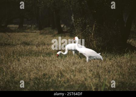 Sibirischer Kran (Grus leucogeranus), rajasthan, indien Stockfoto