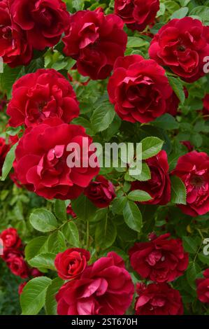 Üppige dunkelrote Rosen blühen inmitten von leuchtendem grünem Laub und schaffen ein atemberaubendes Blumenbild bei natürlichem Licht. Stockfoto