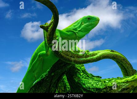 Lau-Bänderleguan (Brachylophus fasciatus). Endemisch auf den Lau-Inseln im östlichen Teil des Fidschi-Archipels Stockfoto