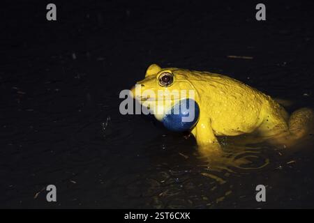 Amphibien, Frösche, indischer Stierfrosch Rana Tigerina männlich, indien Stockfoto