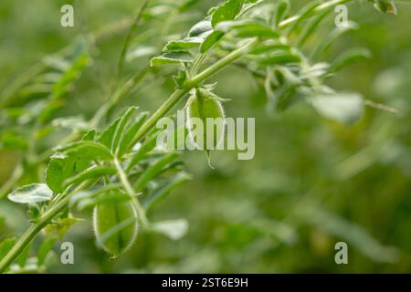 Nahaufnahme der grünen Kichererbsen-Schoten auf Pflanze wächst im Garten. Weichzeichner Stockfoto