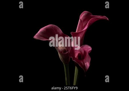 Nahaufnahme von drei roten Calla-Lilien, die elegant auf schwarzem Hintergrund angeordnet sind. Sanfte Beleuchtung hebt die zarten Blütenblätter und die anmutigen Kurven hervor Stockfoto