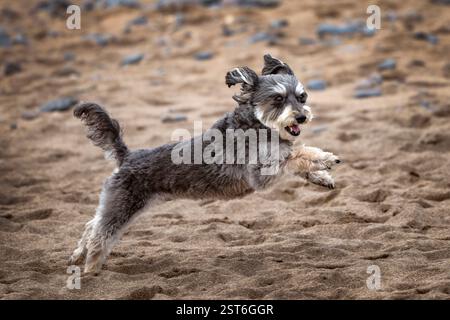 Aufgeregt flauschiger schwarzer und weißer Hund, der am Strand spielt Stockfoto