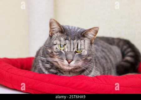 Eine graue Katze liegt bequem in einem hellroten Hundebett, genießt seinen gemütlichen Ort und entspannt sich in einer warmen Umgebung Stockfoto